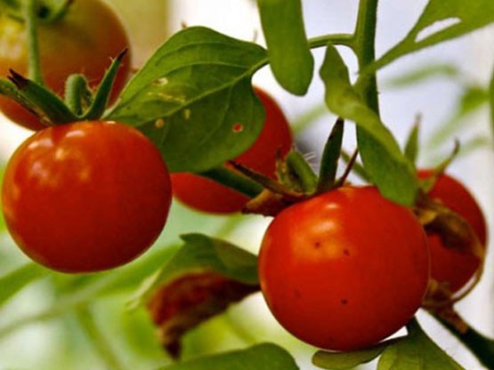 Çeri (cherry) domates: Yapılan testlere göre, uzmanlar çeri domatesin üzerinde 13 farklı tarım ilacı bulunduğunu belirttiler.