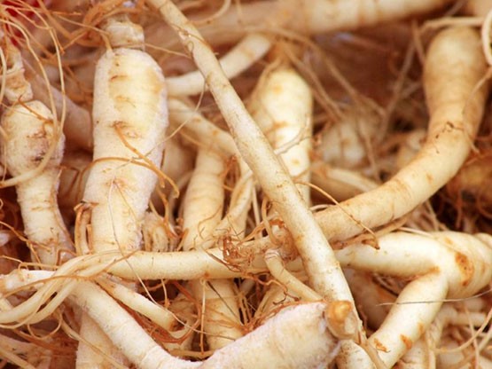 Ginseng: Vücudun strese tepki olarak ürettiği kortizol hormonu seviyesini yeniden düzenliyor.