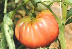 Tohum savaşının galibi pembe domates!