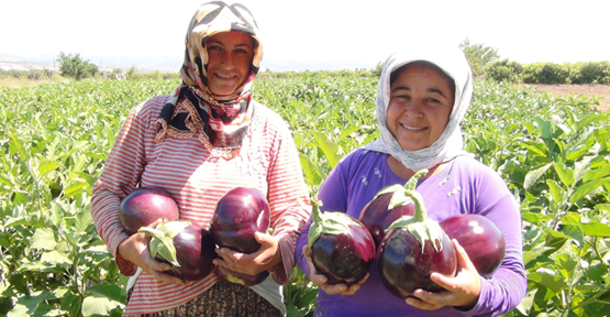 1,5 kiloluk patlıcan şaşırtıyor