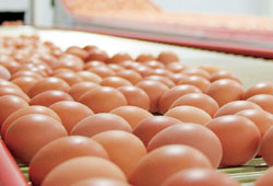 Yumurtada enflasyon yüzde yüzü geçti!