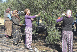 Türkiye artık zeytinde Şampiyonlar Ligi’nde