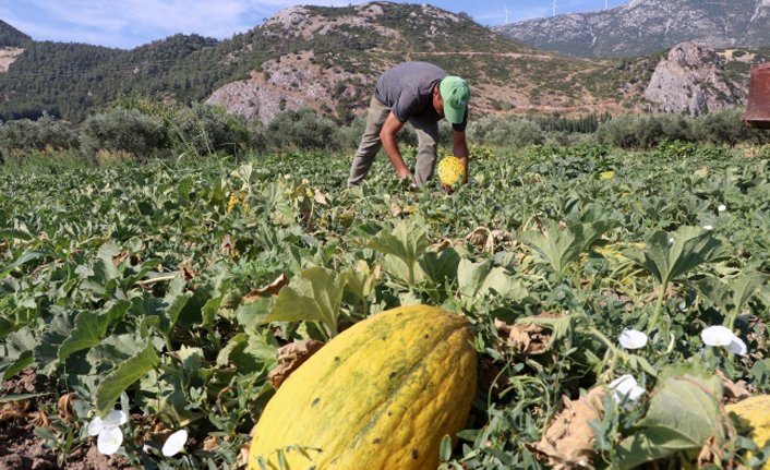 Kırkağaç kavununda hasat dönemi