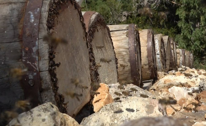 Mersin'de asırlık Yörük balı yeniden üretiliyor