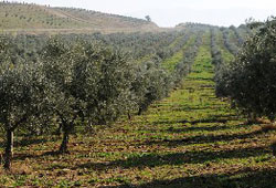 İki milyon ağacın yarısı zeytin veriyor!