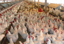 Tavuklara özgürlük üreticiyi yaktı!