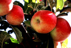 Amasya 'misket elma'ya patent alacak