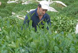 Çay üreticisine 147 milyon TL'lik destek