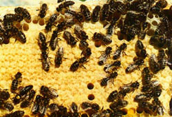 Arı kolonileri neden yok oluyor?
