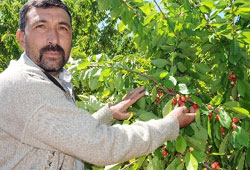 Yılın ilk kirazı yüzleri güldürdü