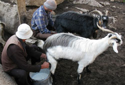 Hile 'bebek besini' keçi sütüne sıçradı