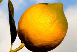 Limon üreticisi hasat kredisi bekliyor