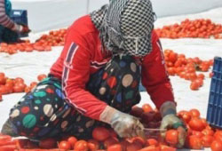 Foça domatesi Avrupa mutfağında