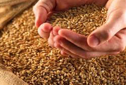 Türkiye'de buğday fiyatları artacak mı?