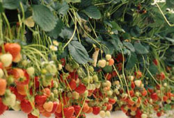 Sakarya'da topraksız tarımla çilek üretildi