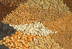 Türkiye tohum ihracatçısı oldu