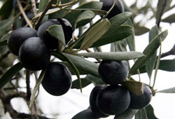 Zeytin üreticisinin gözü birincilikte