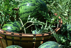 Karpuz kabak tadı verdi