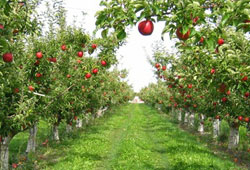 Yalova'da elma bahçeleri söküldü