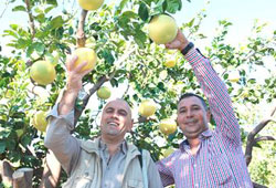 Ağaç kavunu çiftçiyi ümitlendiriyor