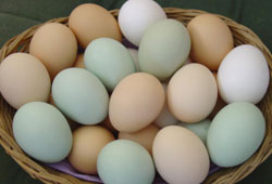 'Yumurta krizi' tüketiciyi üzecek