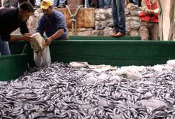 Balıkçılar hamsiden ümidini kesiyor