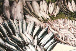 Balıkların yüzde 83'ü tüketime uygun değil