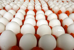 Yumurta sektörünü zor günler mi bekliyor?
