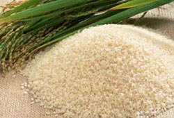 Pirinç üretimi mevcut halini koruyor