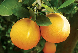 Portakal Üreticisi düşük fiyattan dertli