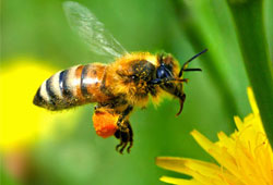 Tarımda arı ve kelebek tehlikesi!