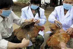 Çin'de kanatlı tehlikeye karşı uyarı