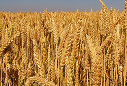 Trakya'da çiftçi buğdaydan ümitli
