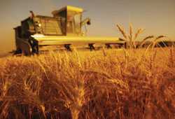 Türkiye'de buğday üretimi artacak