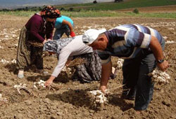 Sarımsak hasadı başladı