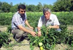 Tropik bitkiler Türkiye'ye kazandırılıyor