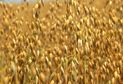 TİGEM sertifikalı tohum fiyatını belirledi
