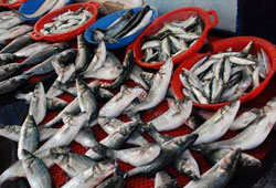 Avrupa'da balık pazarının hakimi Türkler