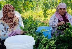 Şerbetçiotu altın madalya kazandırdı