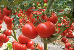Sebze ihracatını domates ve biber sırtladı