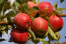 Yahyalı elmasını en çok kimler alıyor?