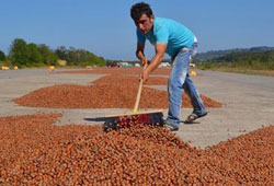 Uçak pisti fındık harmanı oldu