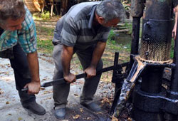 Sığla yağının üretimine başlandı