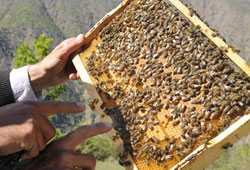Üreticilerin arı kolonileri tespit ediliyor