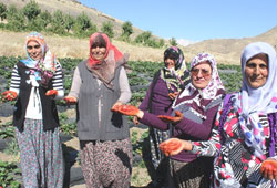 Çilek 'Kınallı Ellerin' yüzünü güldürecek