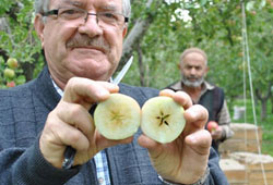 Yıldızlı elma üreticiyi sevindirdi