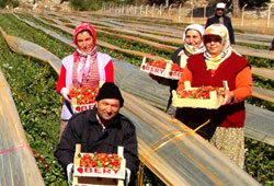 Silifkede sonbaharda çilek hasadı