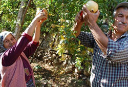 Silifke'de tescilli Keben Narı hasadı başladı