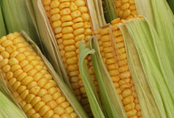 Dünya mısır üretimi 80 milyon ton artacak