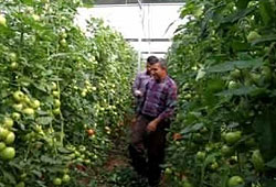 Bu köyde 12 çeşit domates yetiştiriliyor